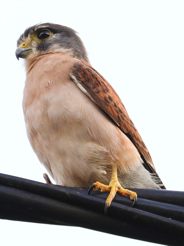 Seychelles Kestrel