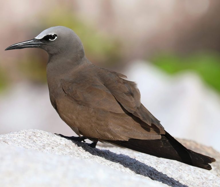 Brown Noddy