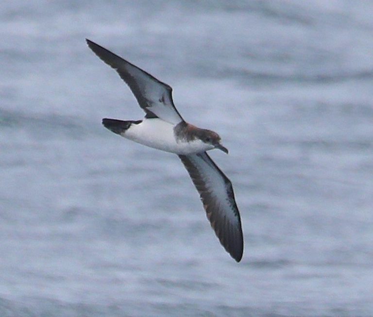 Tropical Shearwater