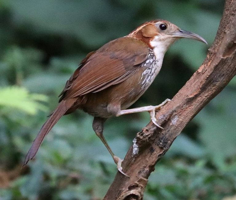 Large Scimitar-Babbler