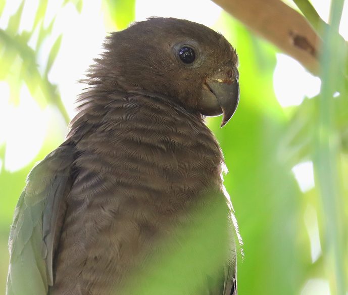 Seychelles Parrot