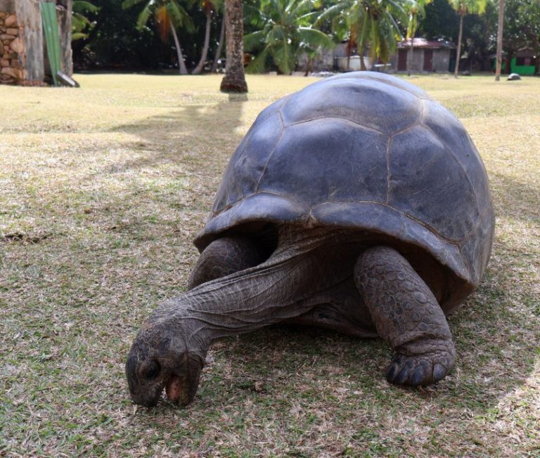 Aldabra Giant Tortoise