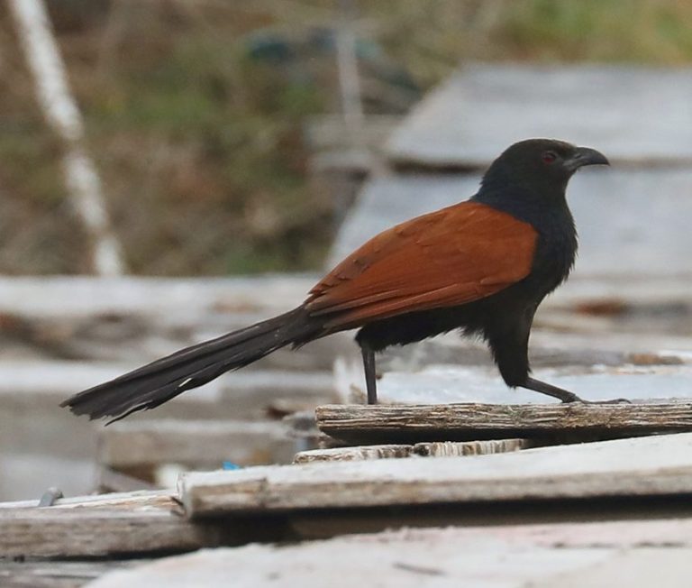 Greater Coucal