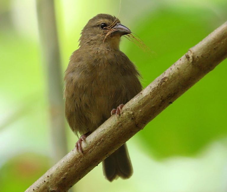 Seychelles Fody