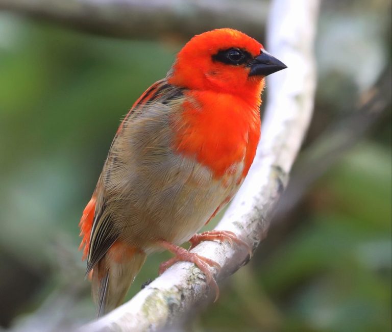 male Red Fody