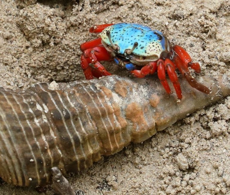 Tetragonal Fiddler Crab and Giant Mangrove Whelk