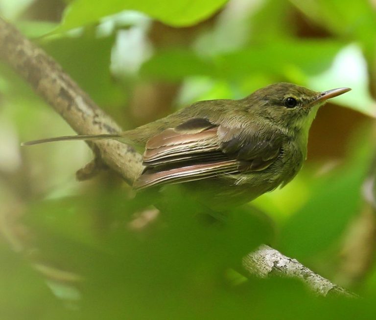 Seychelles Warbler