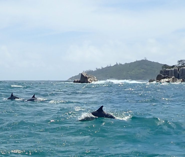 dolphins