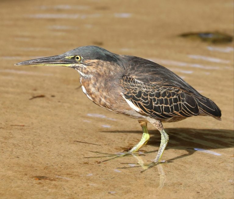 Striated Heron