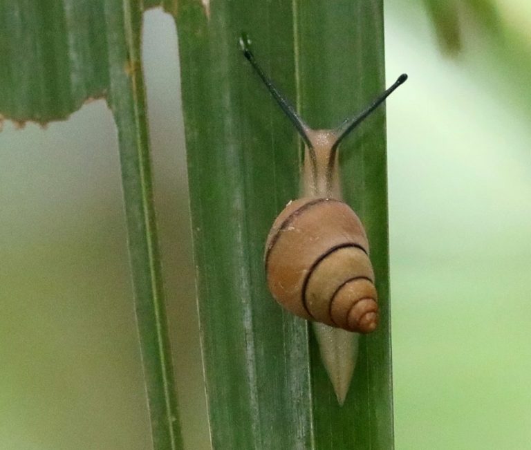 Nesiocerastus praslinus