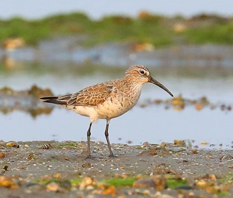 Curlew Sandpiper