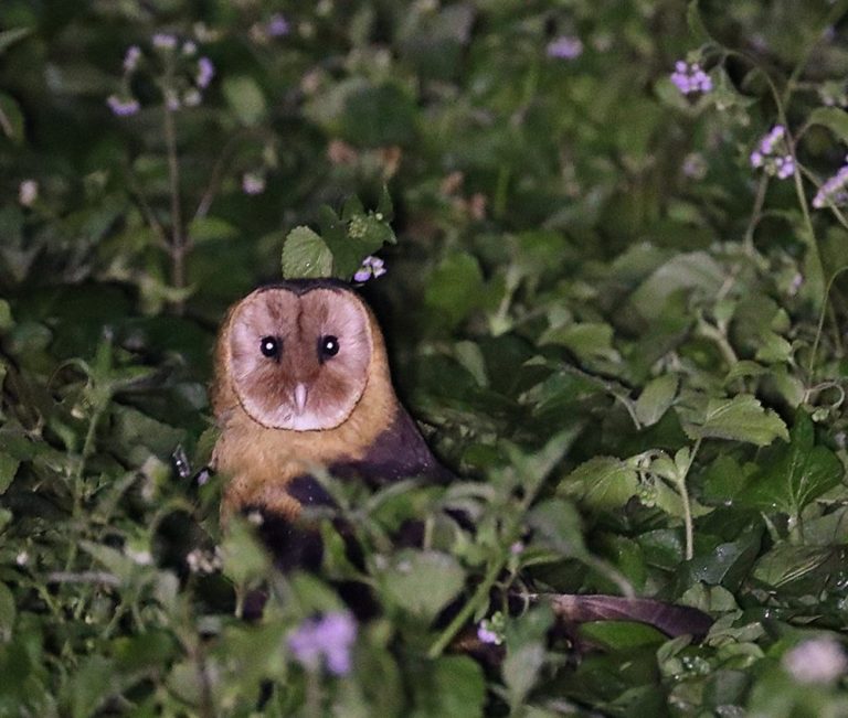 Australasian Grass-Owl