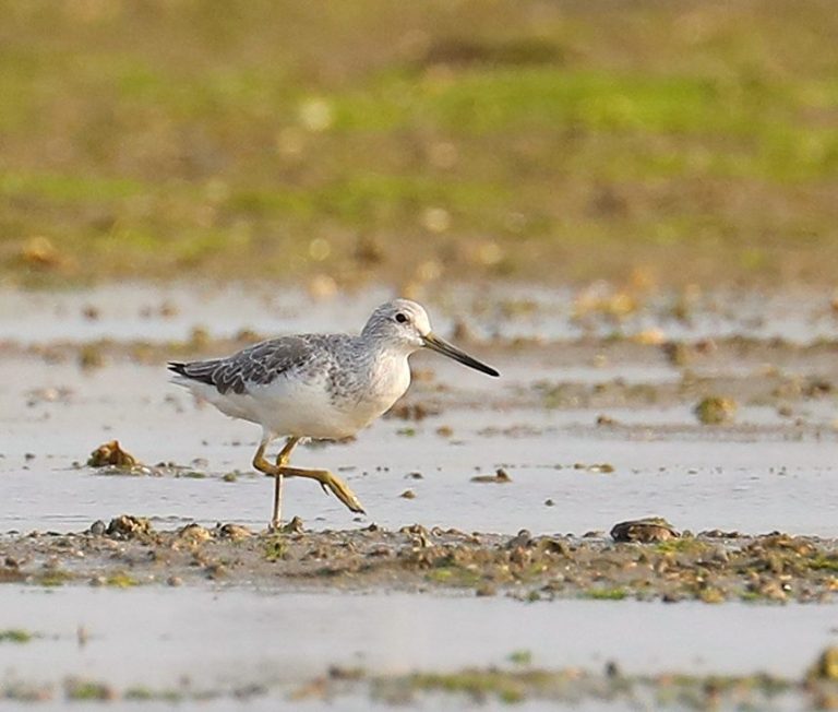 Nordmann's Greenshank