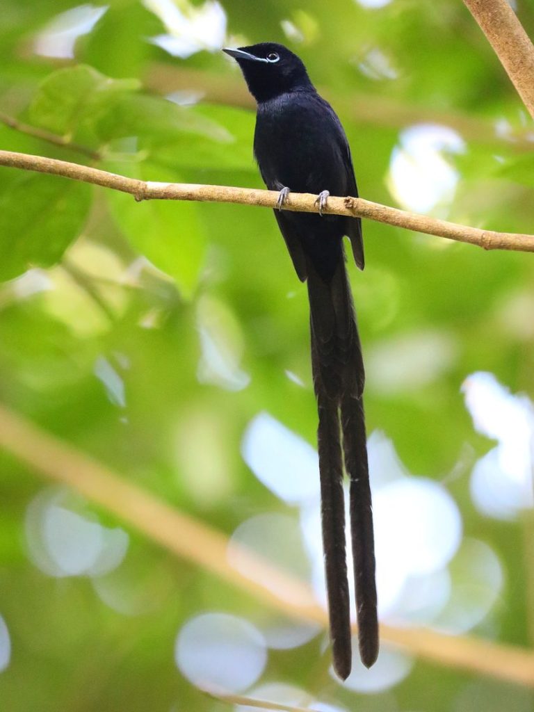 male Seychelles Paradise-Flycatcher