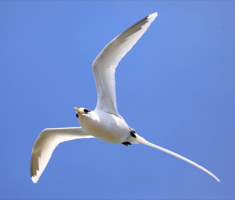 White-tailed Tropicbird