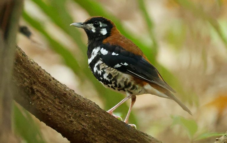 Rusty-backed Thrush Rusty-backed Thrush