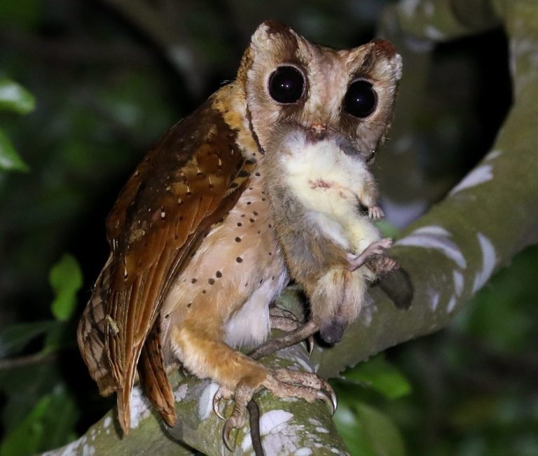 Oriental Bay-Owl