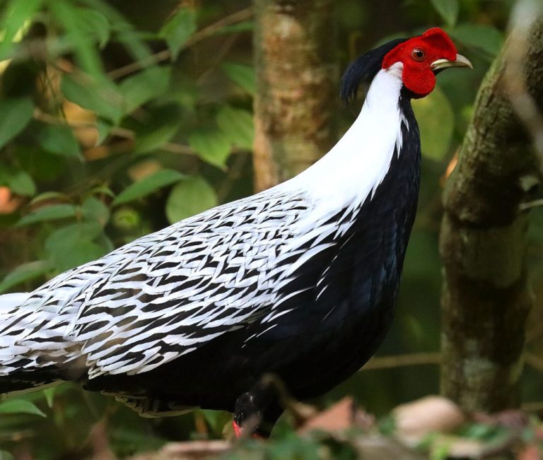 Silver Pheasant