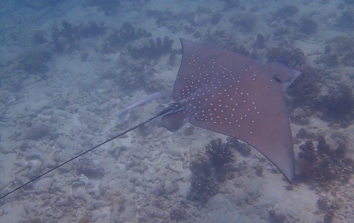 White-spotted Eagle Ray