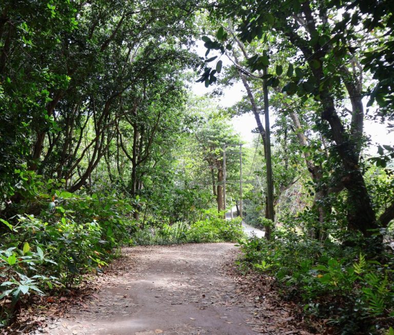 coastal forest on La Digue