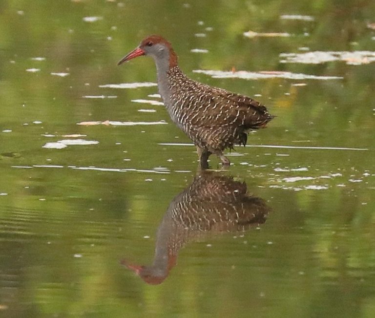 Slaty-breasted Rail