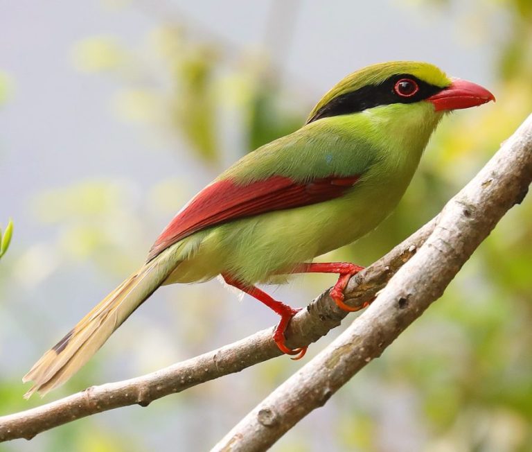 Indochinese Green-Magpie