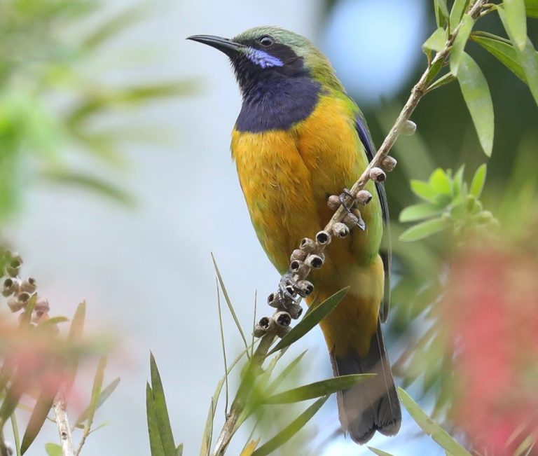 Orange-bellied Leafbird