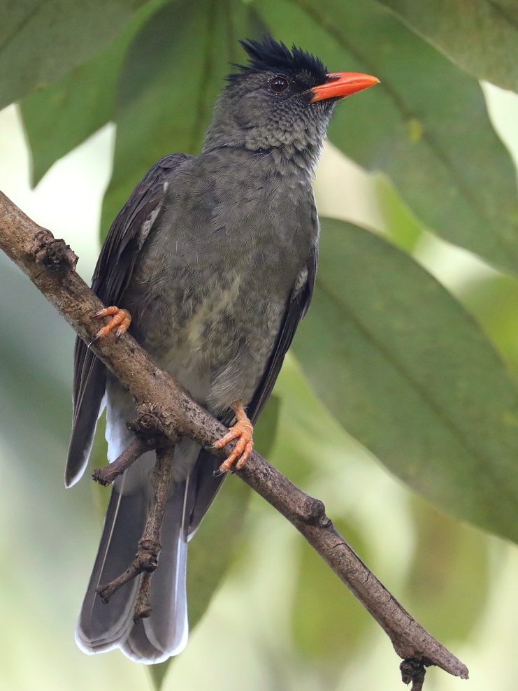 Seychelles Bulbul