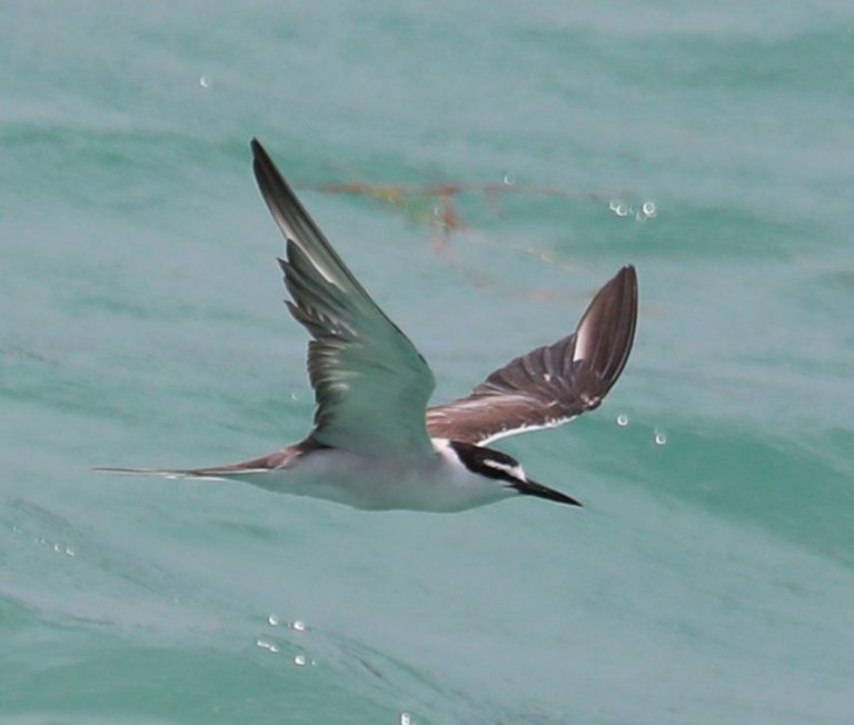 Bridled Tern