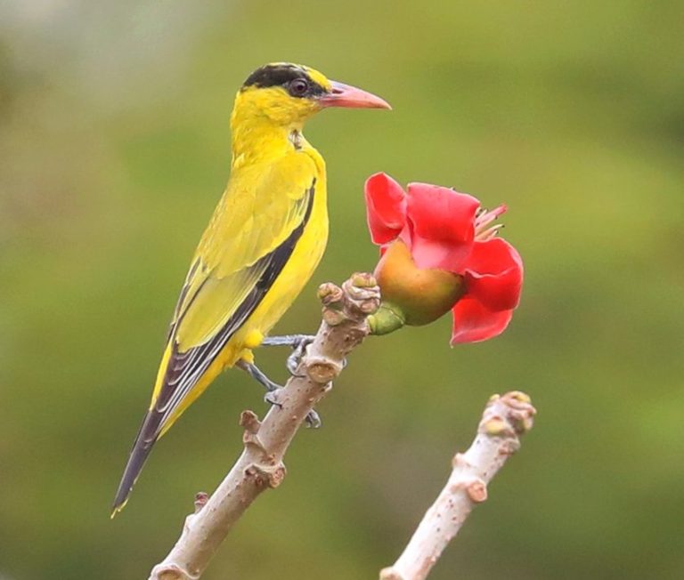 Black-naped Oriole