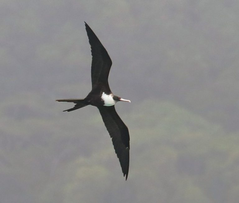 Great Frigatebird