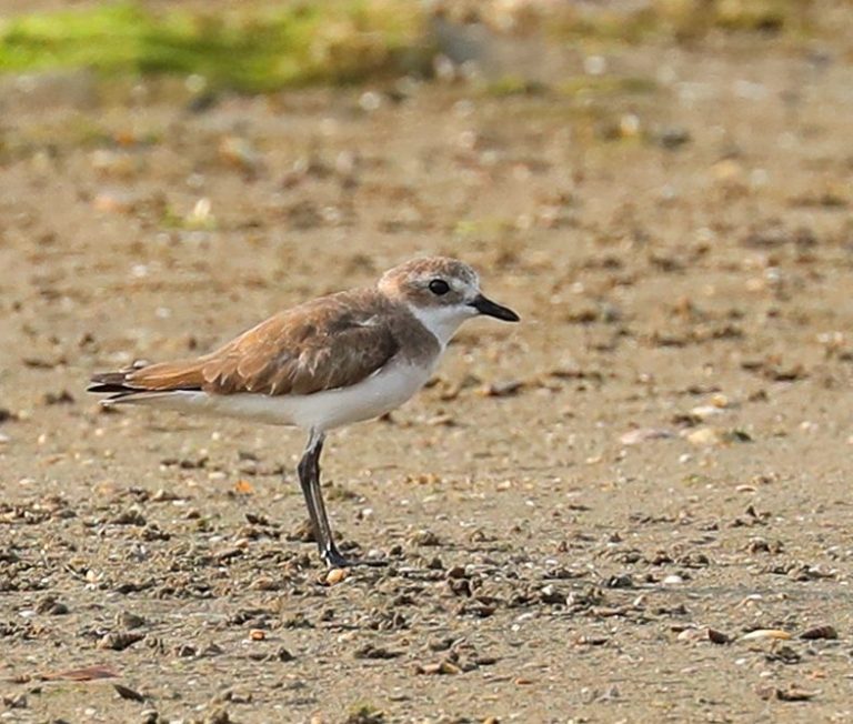 Siberian Sand-Plover