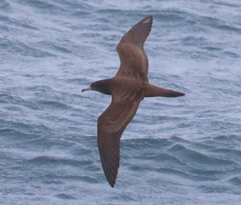 Wedge-tailed Shearwater