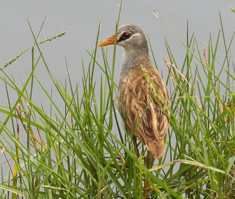 White-browed Crake