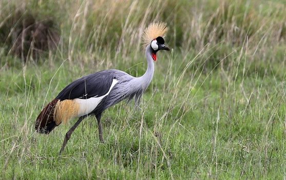 Gray-crowned Crane Gray-crowned Crane