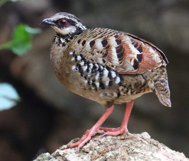 Bar-backed Partridge