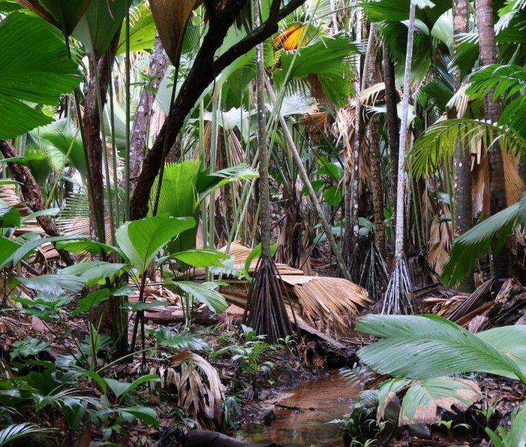 Vallée de Mai Nature Reserve