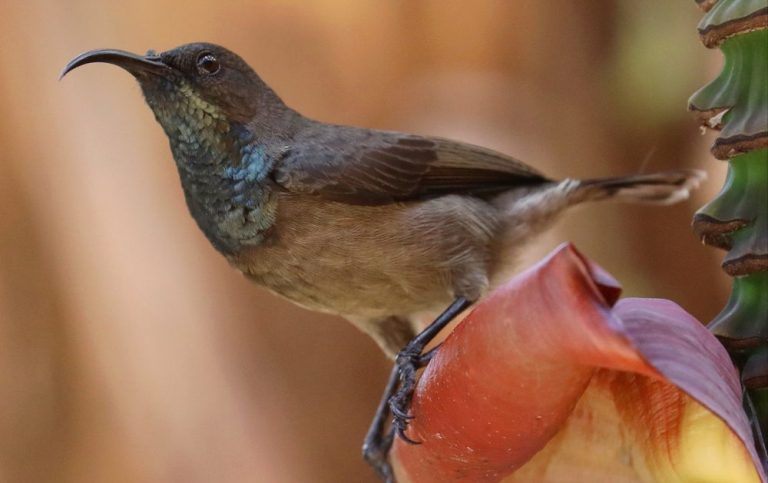 Seychelles Sunbird Seychelles Sunbird