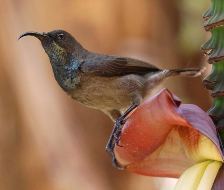 male Seychelles Sunbird