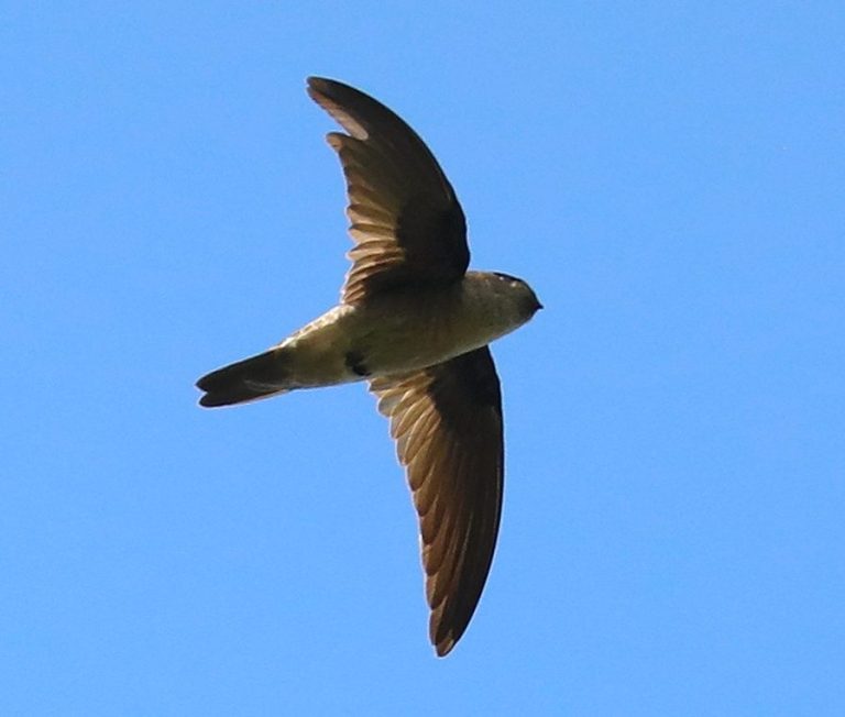 Seychelles Swiftlet