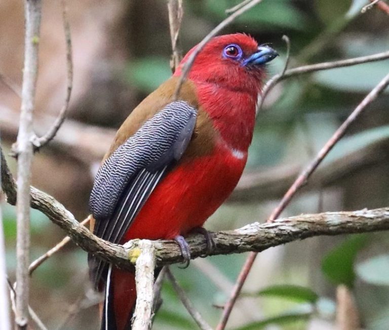 Red-headed Trogon