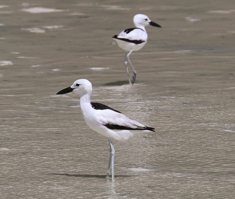 Crab-Plover