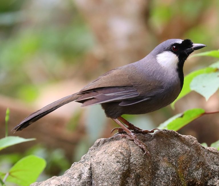 Black-throated Laughingthrush