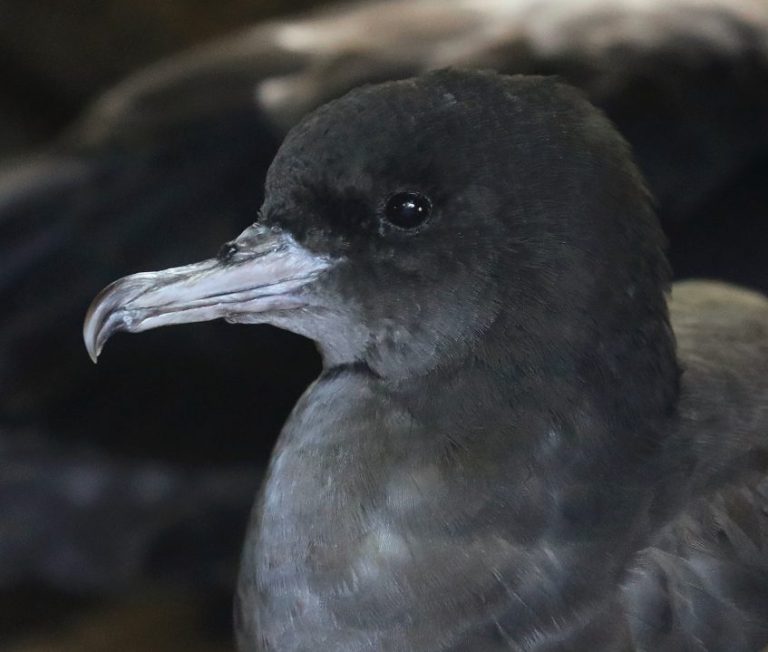 Wedge-tailed Shearwater