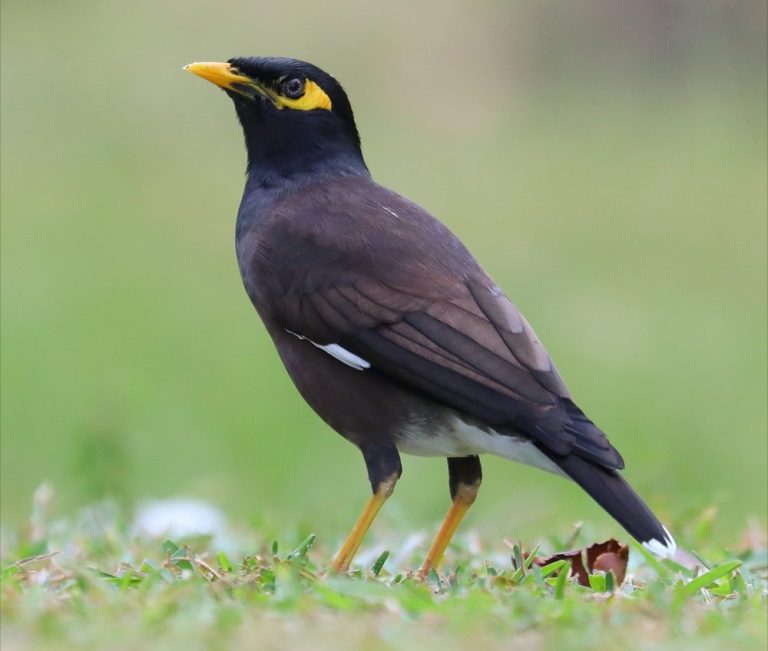 Common Myna