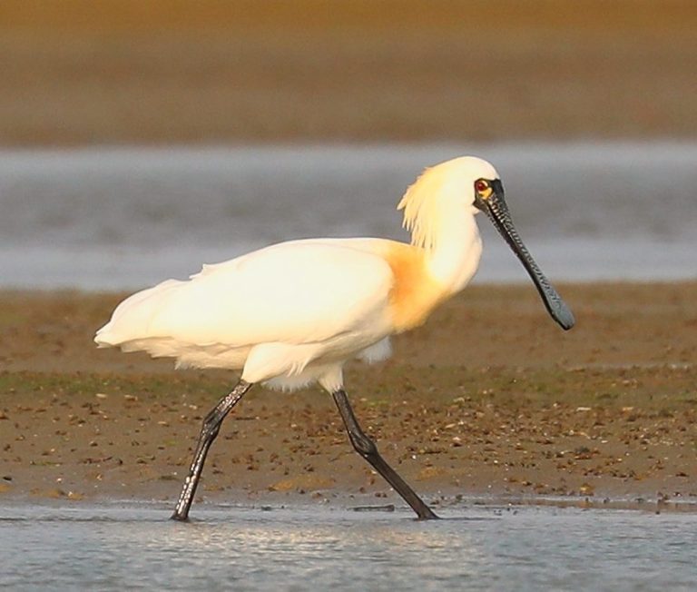 Black-faced Spoonbill