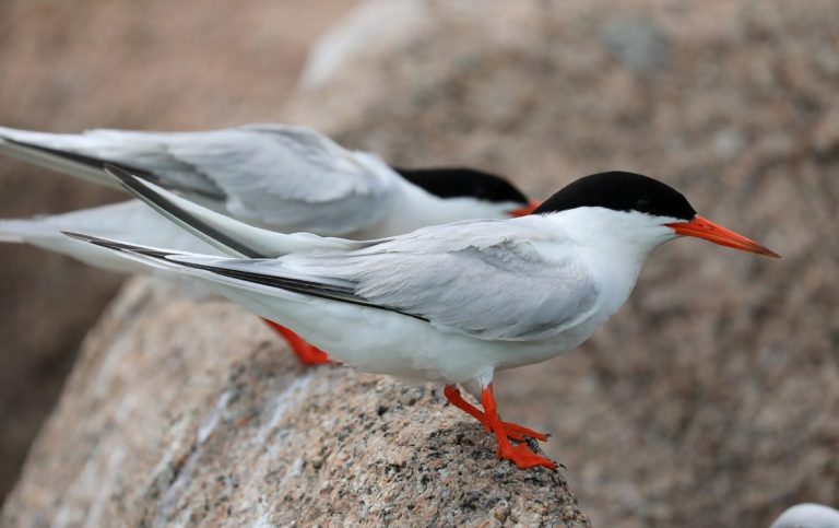 Roseate Tern