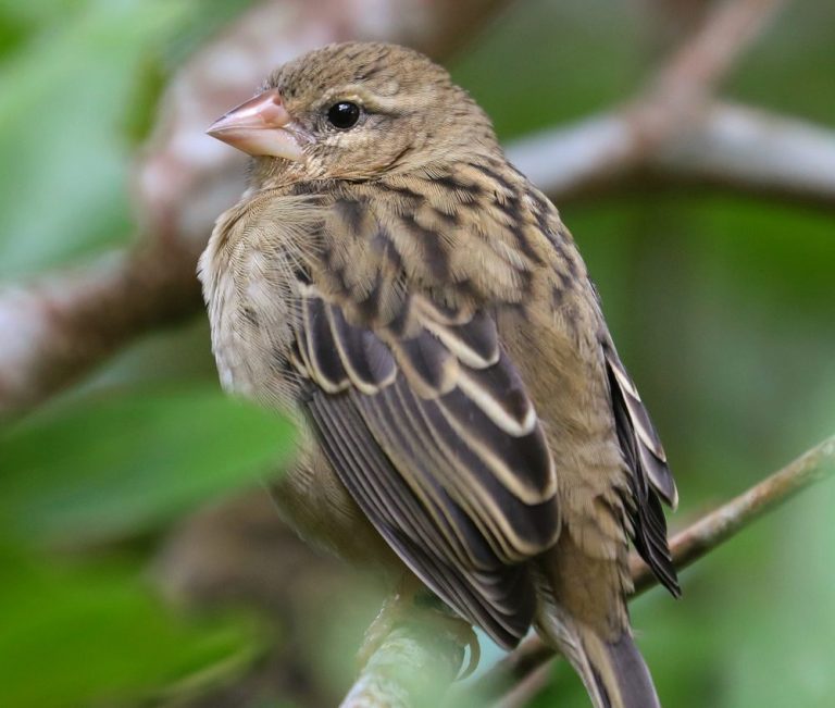 female Red Fody