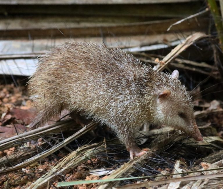 Tailless Tenrec