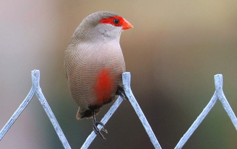 Common Waxbill